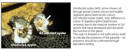 Signs of QX infection in oysters