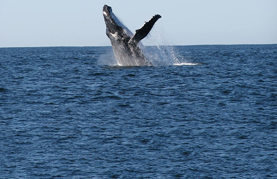 Humpback whale, Photo: Britt Anderson