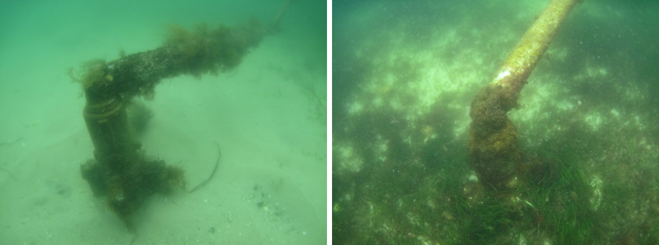 Two underwater photos showing how the seagrass has come back