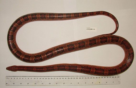 Larger American corn snake length