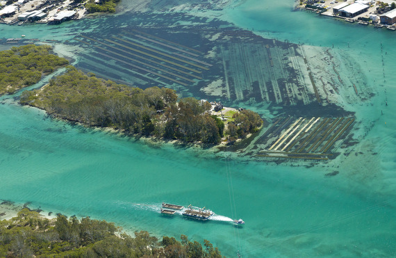 Oyster farm