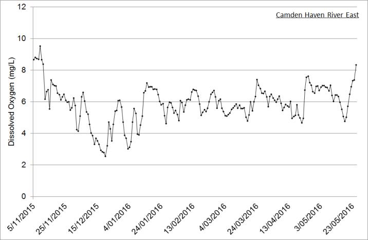 Figure 7. Dissolved oxygen logger data from the eastern mouth of the Camden Haven River, the main tributary to Watson-Taylor Lake in the Camden Haven estuary (6 month time-series from project commencement shown). Dissolved oxygen generally remained above 