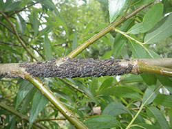 A large cluster of more than 100 giant willow aphids feeding in a close group on a willow twig
