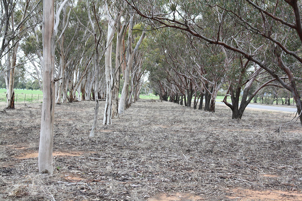 A group of trees in a row