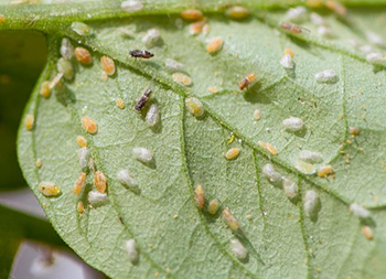 A closeup of many insects on a leaf
