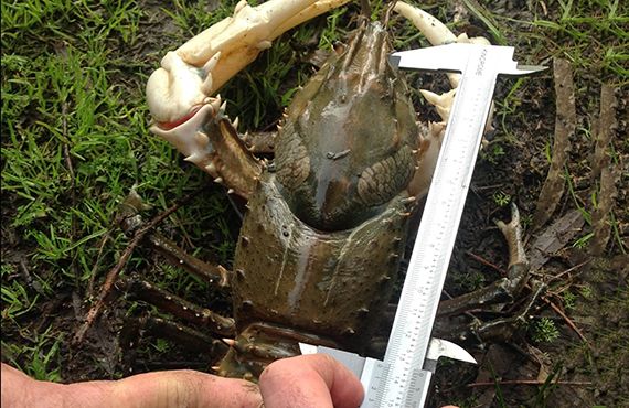 Fisheries Officer measuring a Murray Crayfish (South Western NSW) on grass