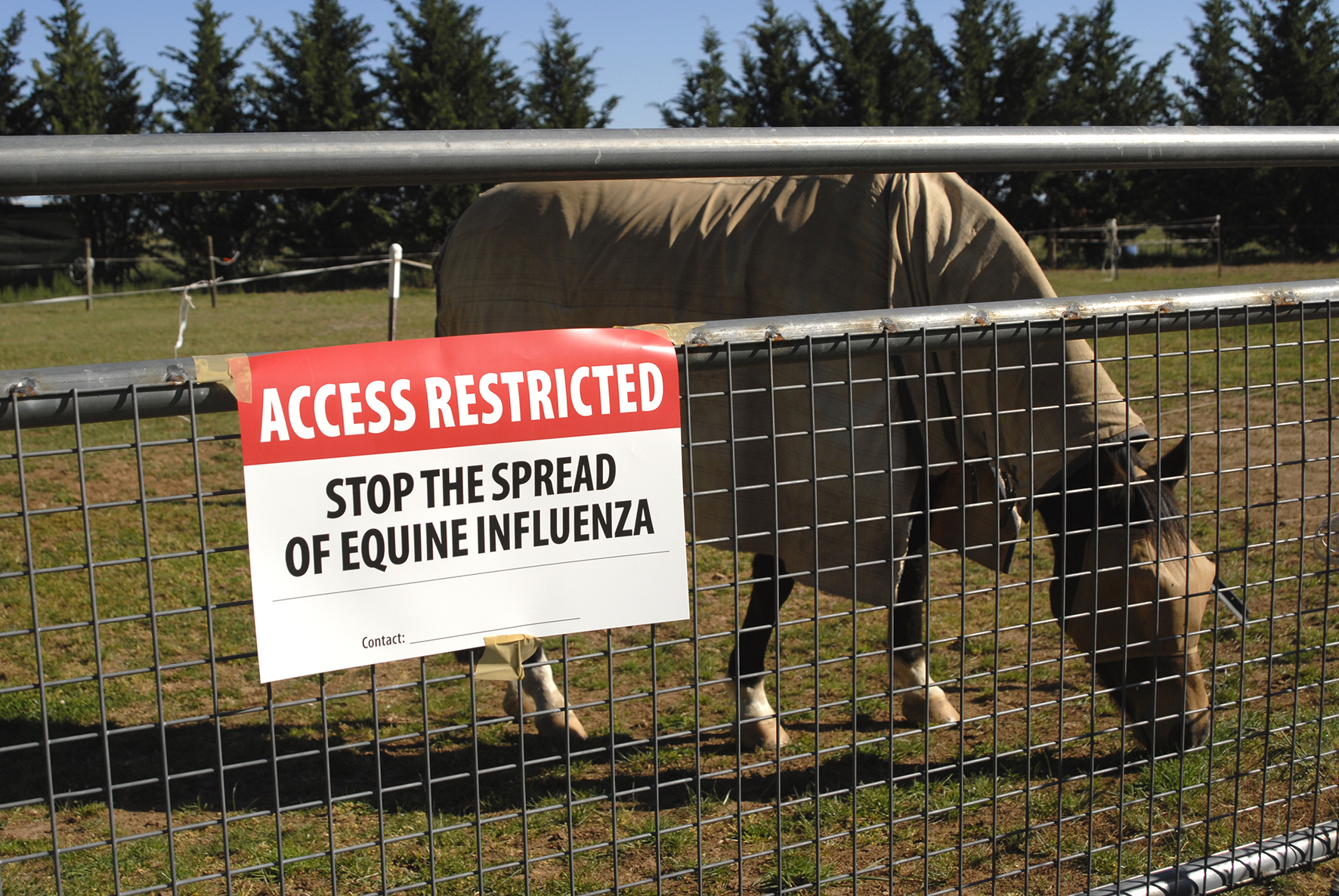 Horse in restricted area to stop the spread of equine influenza