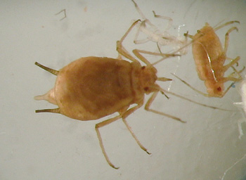Wingless adult female aphid and nymph that are light brown 