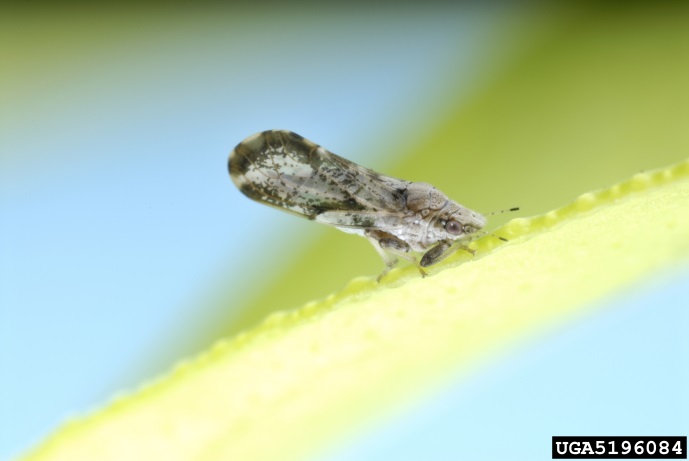 psyllid insect on a leaf (magnified)