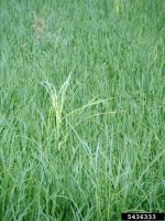 Rice crop with one plant with light yellow leaves sticking up higher than surrounding plants