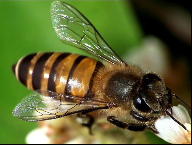 Asian honeybee has clear wings with dark veins, and clear banding on body