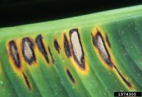 Banana leaf with fungal lesions that are dead at the centre, have a black margin and surrounded by yellow