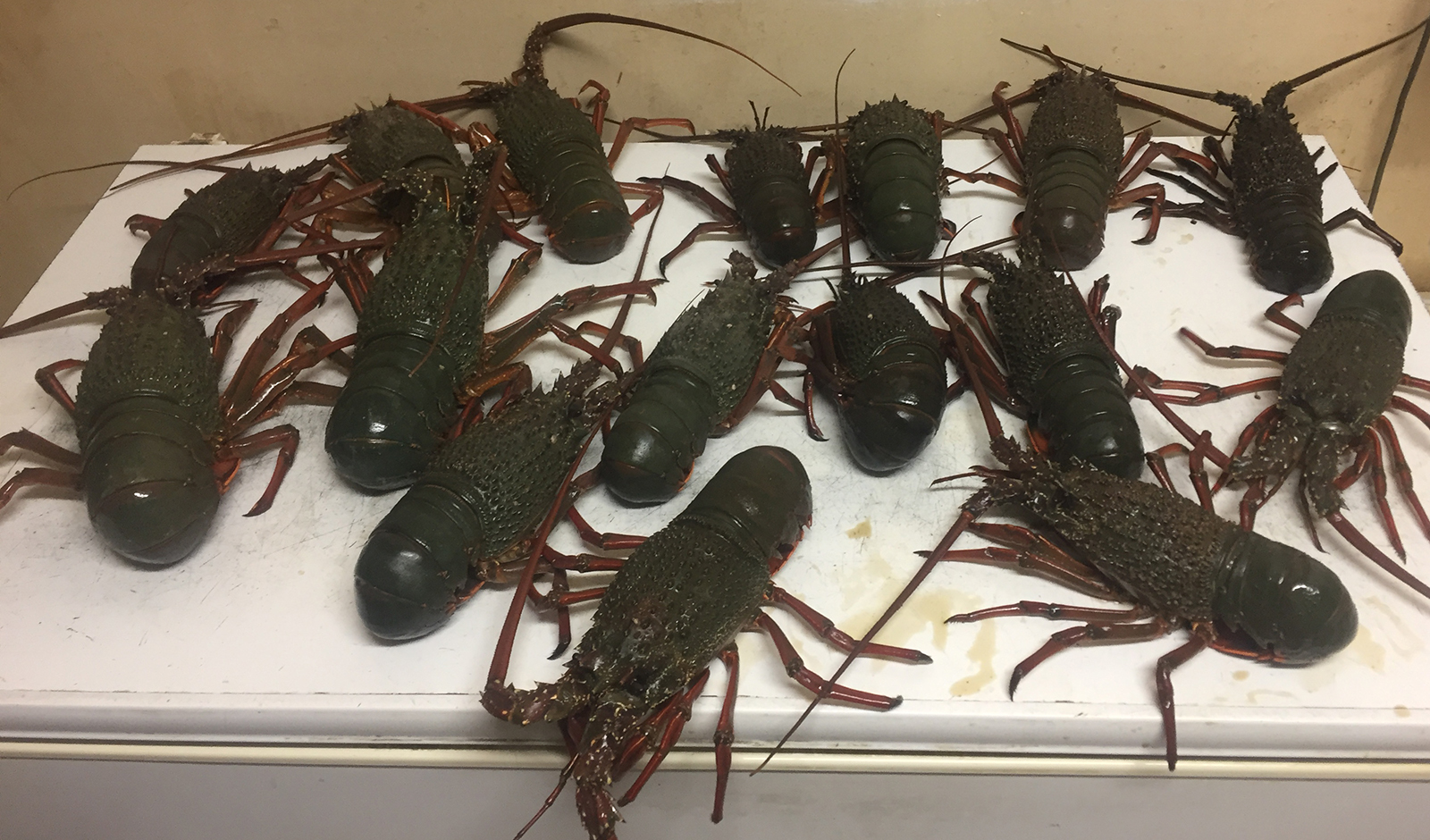 Lobsters seized from two Newcastle, NSW restaurants 