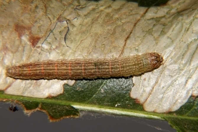 Reddish brown caterpillar with greenish segments on a brown leaf