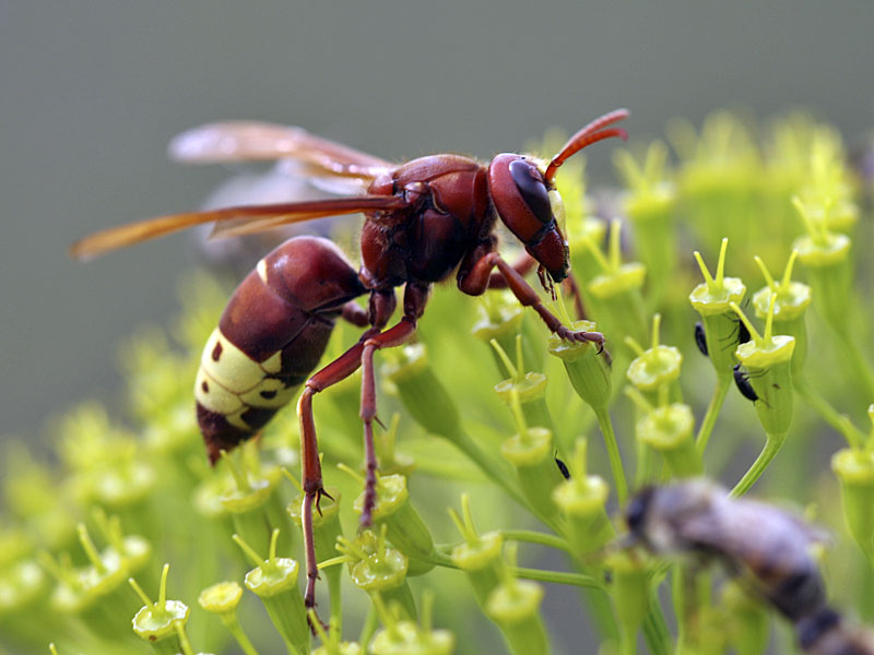 Oriental hornet on a flower, the Oriental hornet is entirely red with a band on yellow on its abdomen
