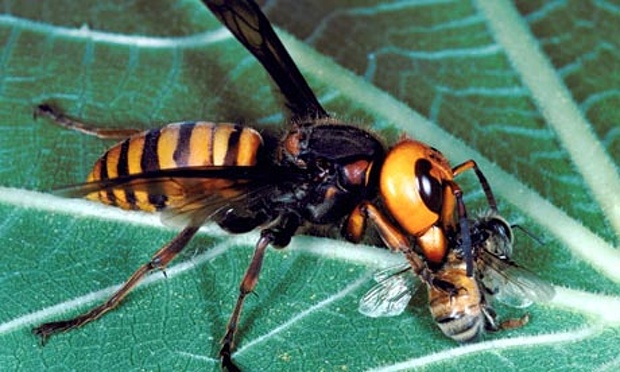 Asian giant hornet on a leaf eating a honey bee.