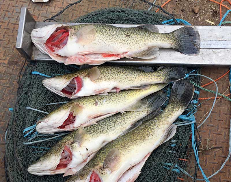 Five dead Murray Cod are laying on the ground after being measured