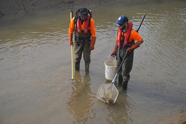 Fisheries staff relocating fish from a a canal in Griffith to a new habitat