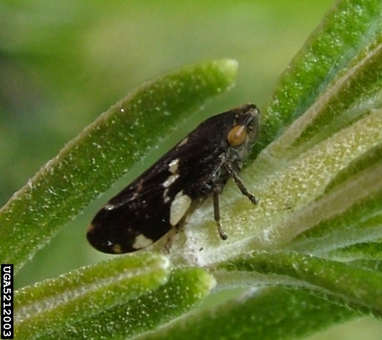 Adult meadow spittle bug, mostly black in colour with some white markings on the wings and yellow eyes.