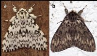 Two images of adult nun moths placed side by side. Image on left is of a primarily white moth with dark brown wavy patterning on wings. Image on left is of a primarily grey-brown moth with similar dark brown wavy patterning. 
