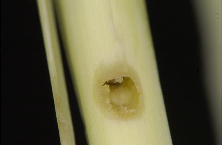 A tunnel entrance into a plant stem made by a yellow top borer caterpillar