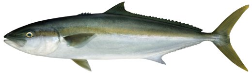 Yellowtail Kingfish