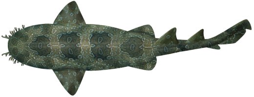 sharks are nurse how Department ornatus Shark NSW Orectolobus Wobbegong) of ( sharks are nurse how Department ornatus Shark NSW Orectolobus Wobbegong) of (