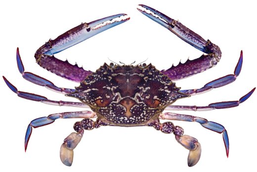 Blue swimmer crab