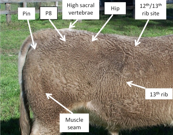 The objective measurement sites for fatness - for an accessible explanation of this image contact the author todd.andrews@dpi.nsw.gov.au