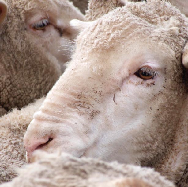 Sheep close-up