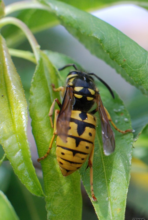 Dorsal view of European wasp