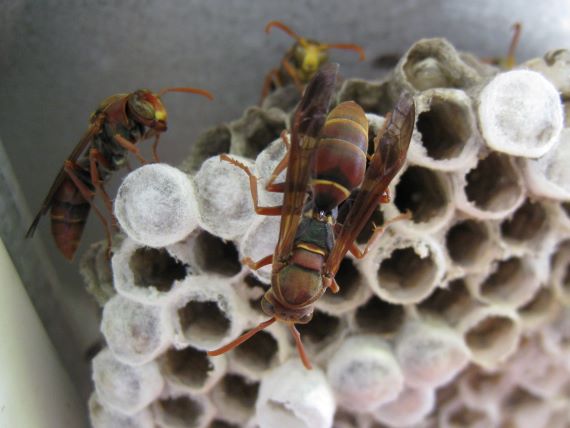 Paper wasps tending to their nest of papery circular structures