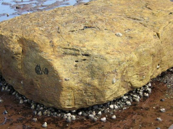image of animals around a boulder