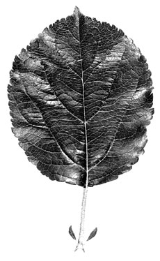 M.7 leaf