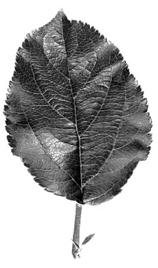 M.26 leaf