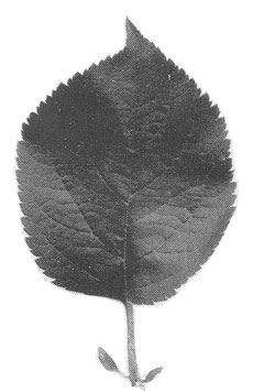 MM.103 leaf