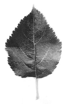 MM.109 leaf
