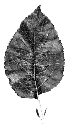 P.18 leaf