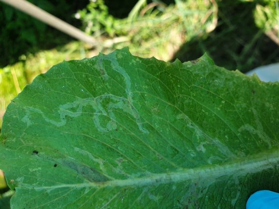 Figure 1 Mining damage caused by L. huidobrensis  larvae on leafy vegetables