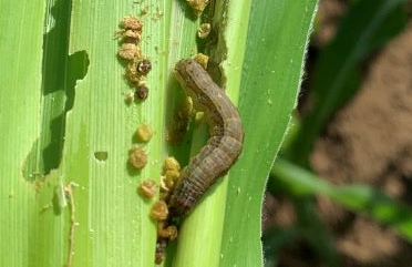 Fall army on a corn plant