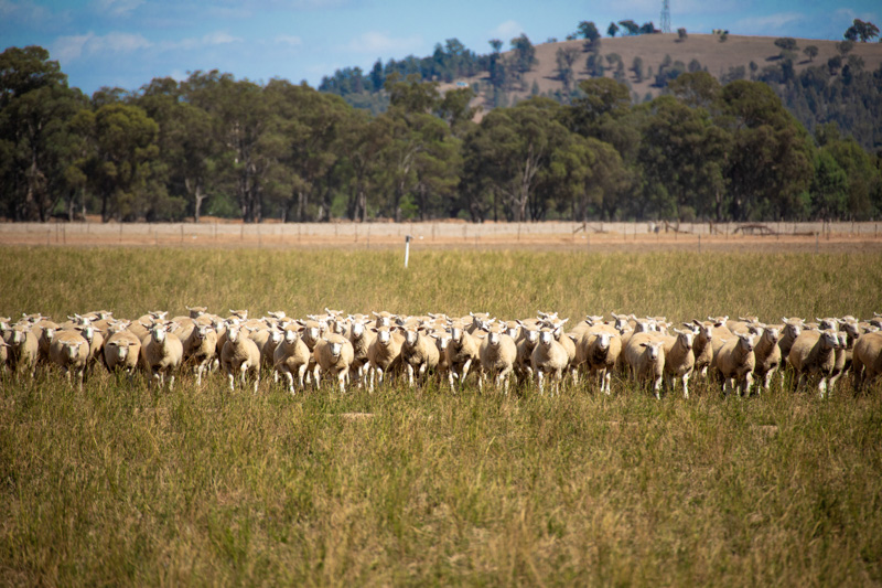 Sheep at WWAI