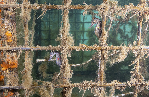 Two tagged juvenile White's seahorses living on a seahorse hotel covered in macroalgae
