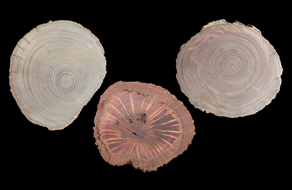 Wood science - cross section of whole tree wood discs samples - link to new page
