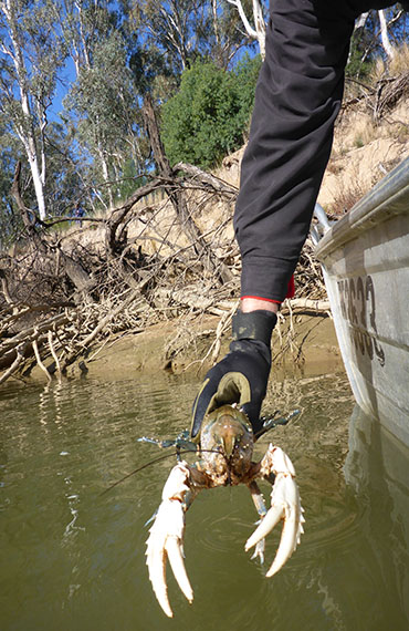 A Murray Crayfish being released into the Murray River (Photo: M.Antico)