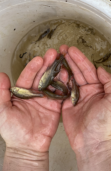 Several rescued Southern Pygmy Perch in hands