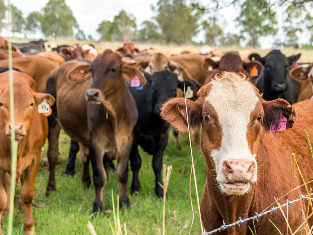 Picture of cows