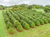 Macadamia trees