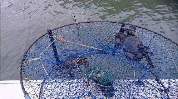 Mud crab in round trap