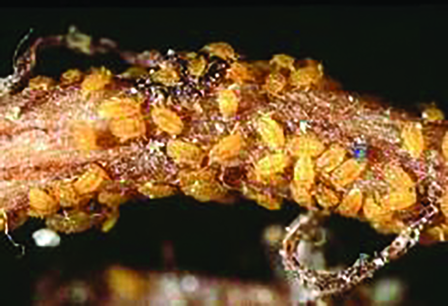 1.Phylloxera crawlers feeding on grapevine root.