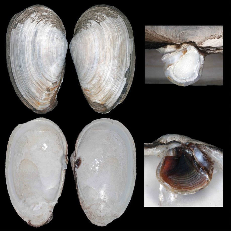 Oval shaped shells of Mya Japonica, soft shelled clam, top is hinged two halves showing outside chalky white, rough shell with uneven growth lines, underneath is the inside of the two halves which is smooth and white. To the right is up close photos of the hinge which has a scooped out projection on one side and a pit on the other. 